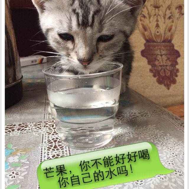 赫罗纳大学环境科学学位证书